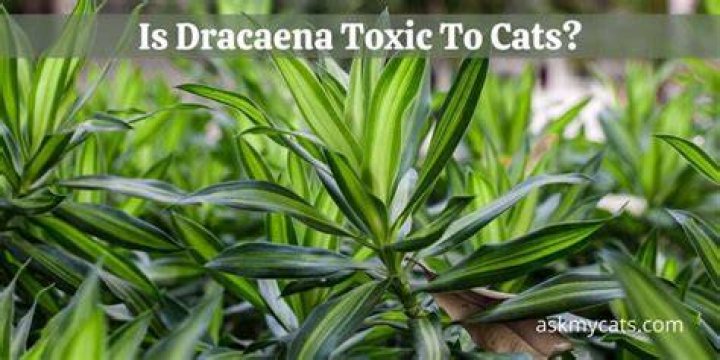 Is Red Edged dracaena toxic to cats?