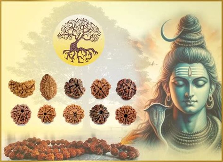 Is Rudraksha tree good for home?