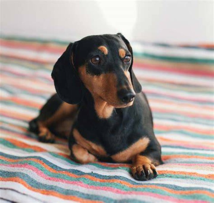 Is SDOG a good buy?