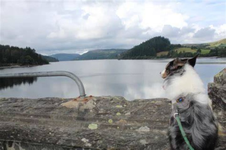 Is Snowdonia National Park dog friendly?