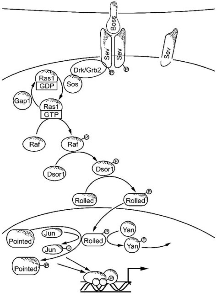 Is son of Sevenless a protein?