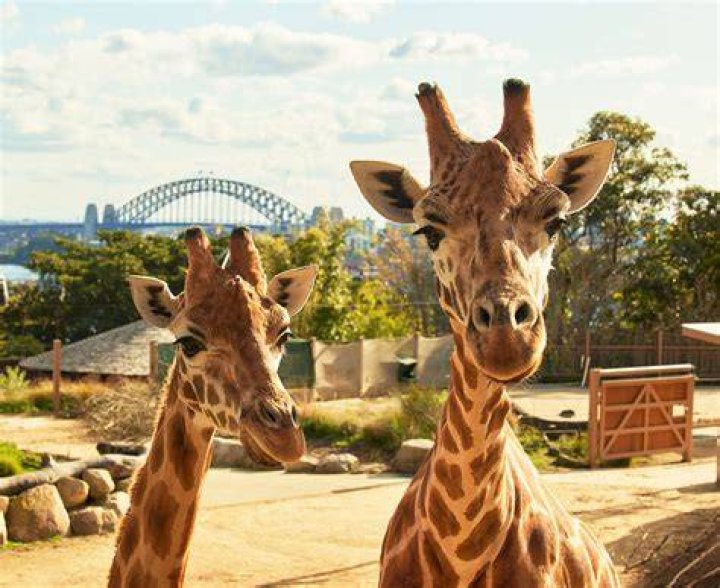 Is the Australia Zoo ethical?