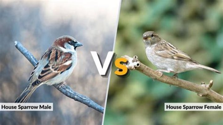 Is there a difference between male and female sparrows?