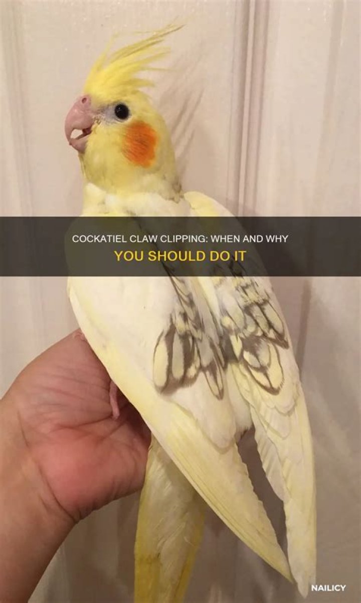 Should I cut my cockatiels nails?