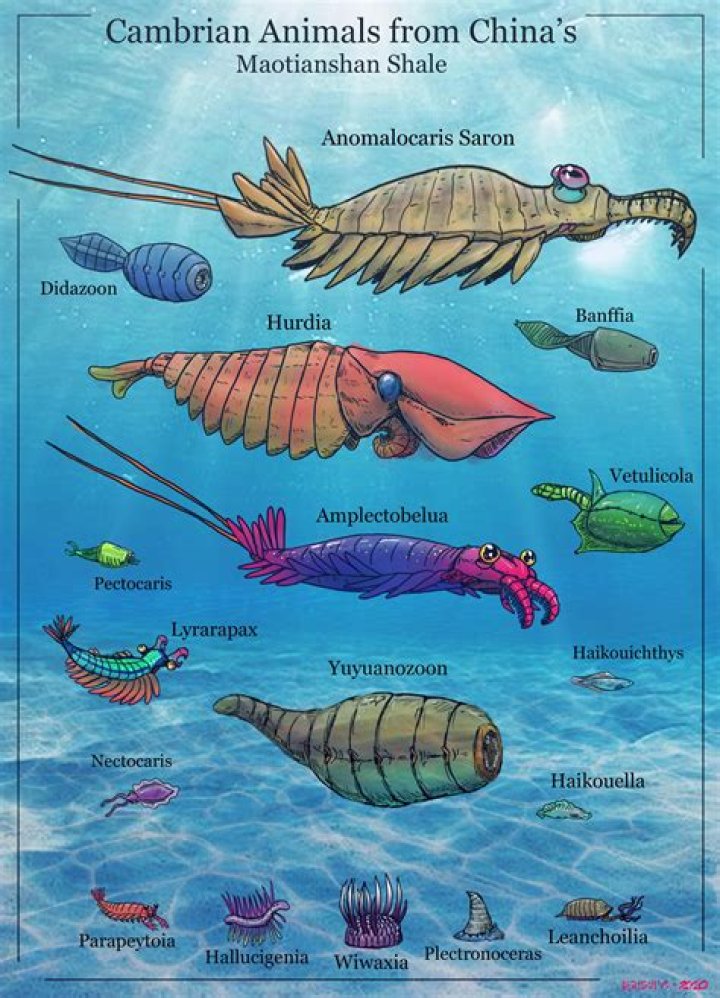 Were there vertebrates in the Cambrian period?