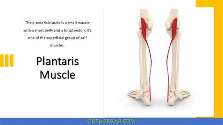 What action does the plantaris muscle perform?