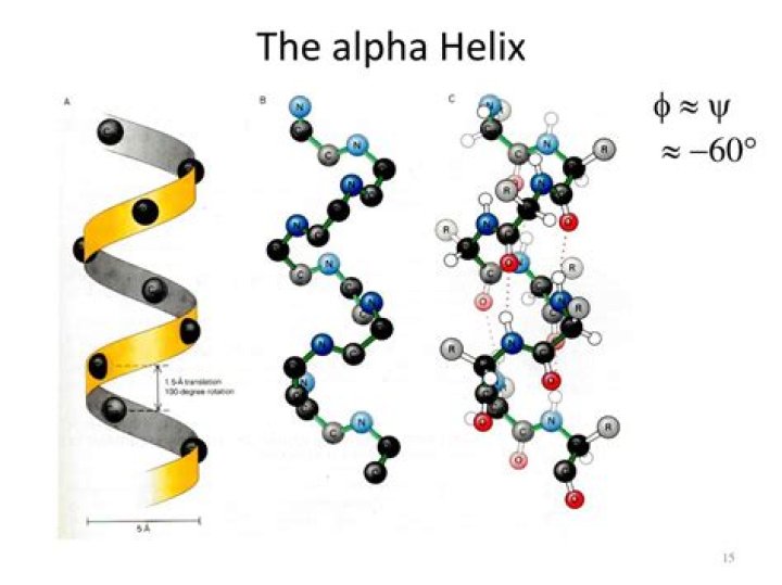 What amino acids form alpha helix?