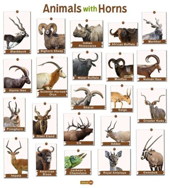 What animal has horns that curl?