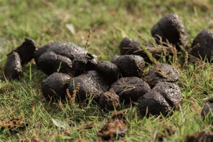 What animal poop looks like bear poop?