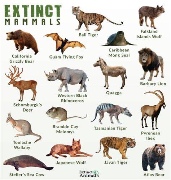What animals went extinct in 2000?