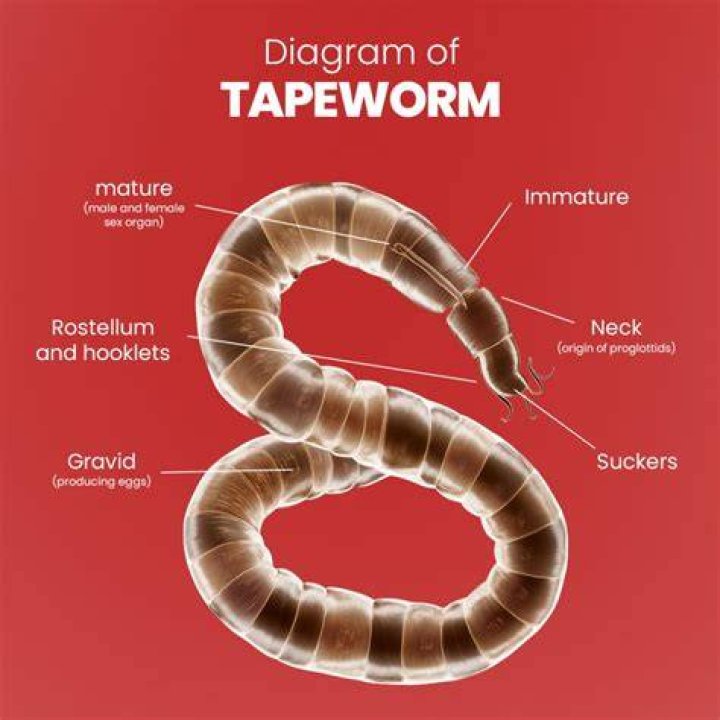 What are benefits of tapeworms?