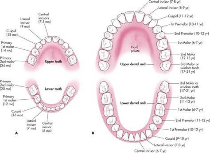 What are considered posterior teeth?