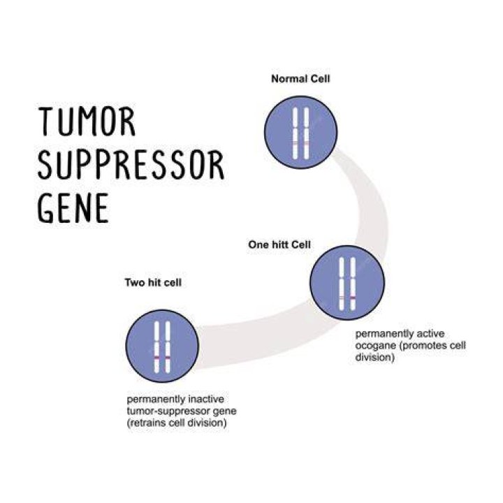 What are examples of tumor suppressor genes?