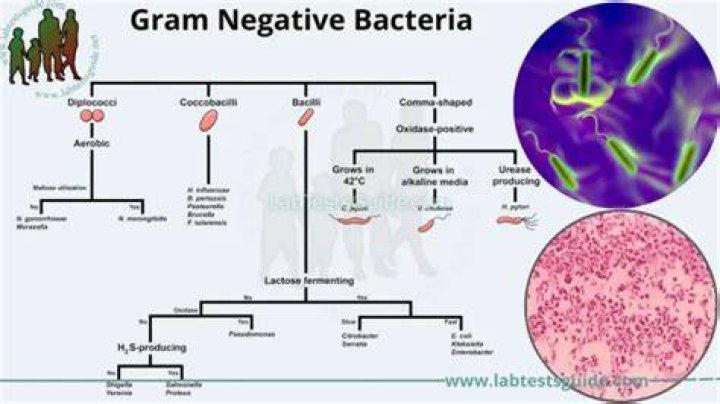What are Gram negative resistant bacteria?