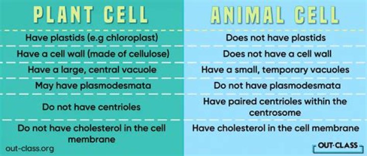 What are some differences between plant cells and animal cells?