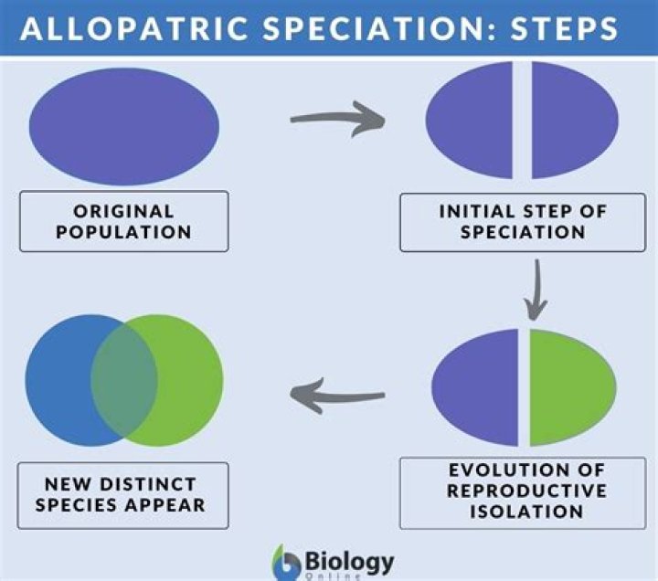 What are some examples of allopatric speciation?