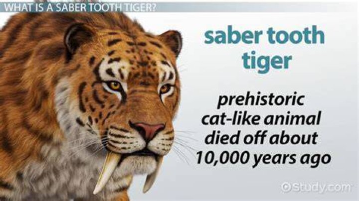 What are some fun facts about the saber tooth tiger?