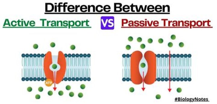 What are the 2 active transports?