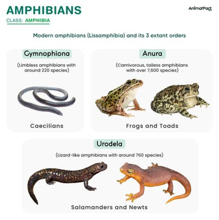 What are the 3 groups of amphibians?