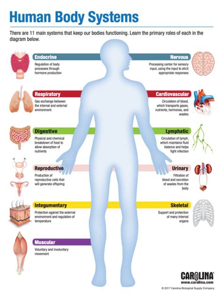 What are the 7 major systems of the body?