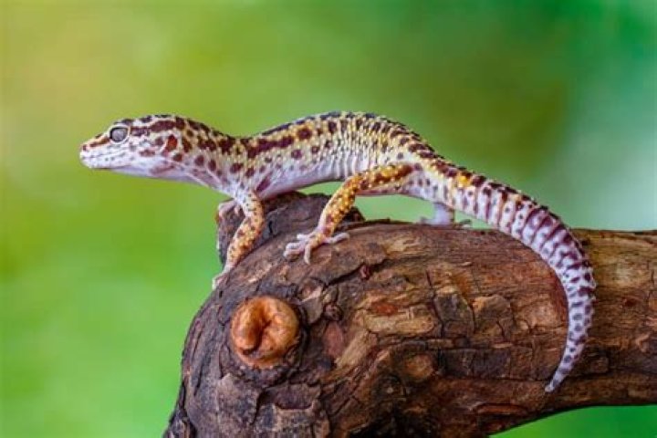 What are the big geckos called?