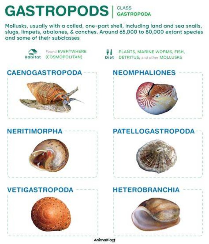 What are the characteristics of gastropods?