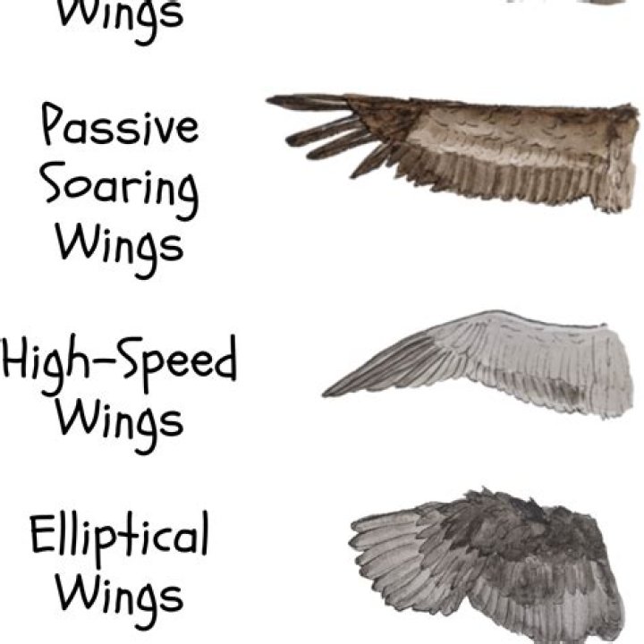 What are the different types of wings?