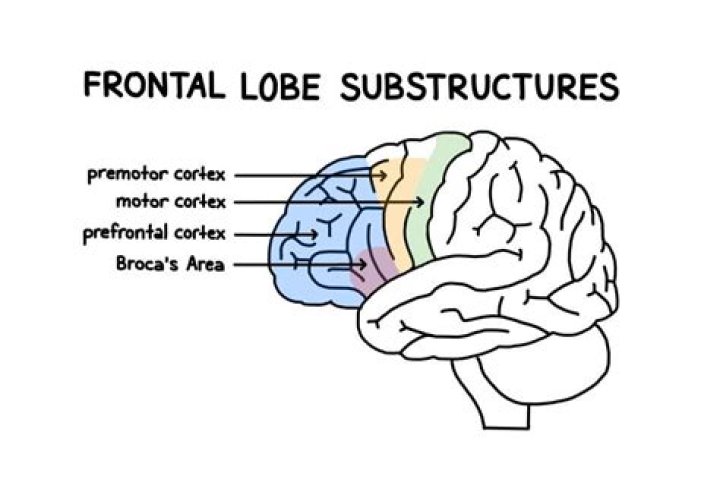 What are the divisions of the frontal lobe?