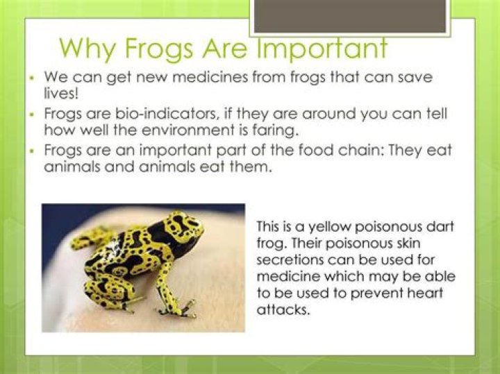 What are the importance of frogs?