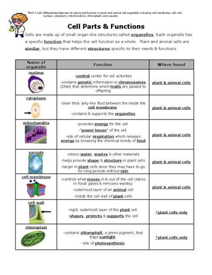 What are the parts of the cell and its function?