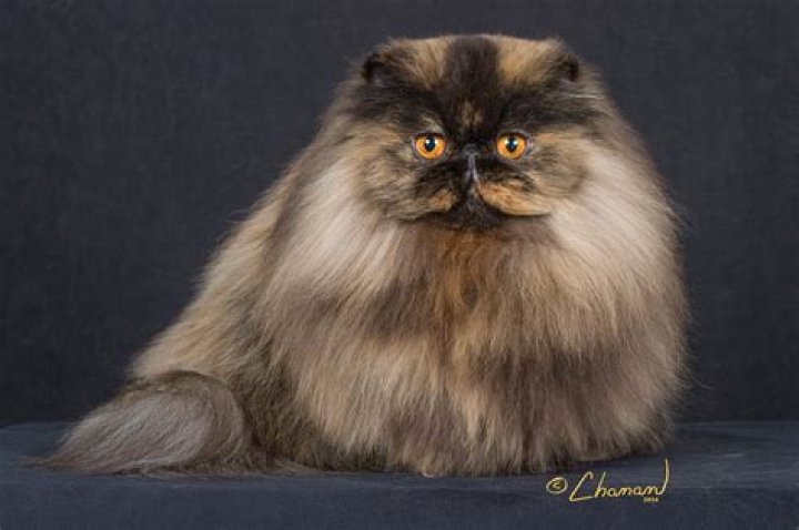 What are the qualities of Persian cat?