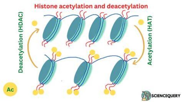 What are the roles of histone deacetylation and histone acetylation in gene regulation respectively?