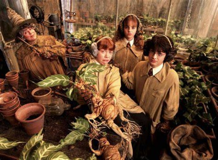 What are the squealing plants called in Harry Potter?