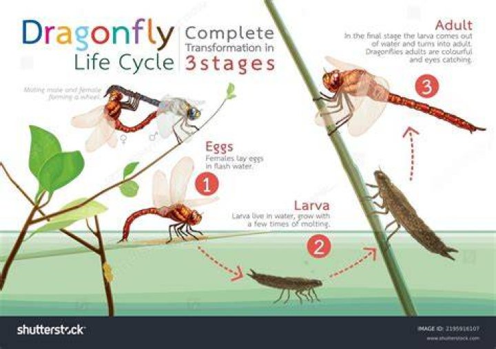What are the stages of fly development?