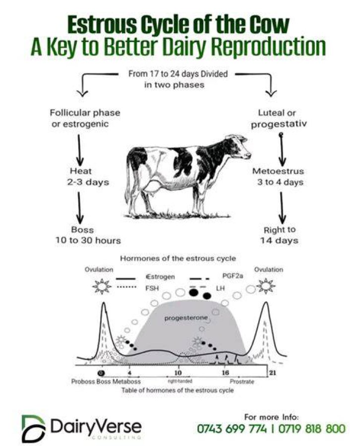 What are the stages of the estrous cycle in dairy cow?