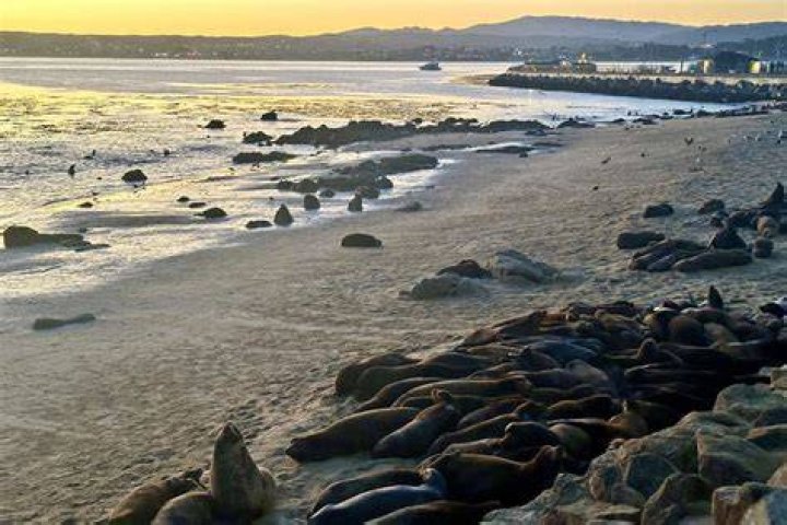What beach in California has sea lions?