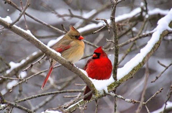 What birds stay in Ireland for the winter?