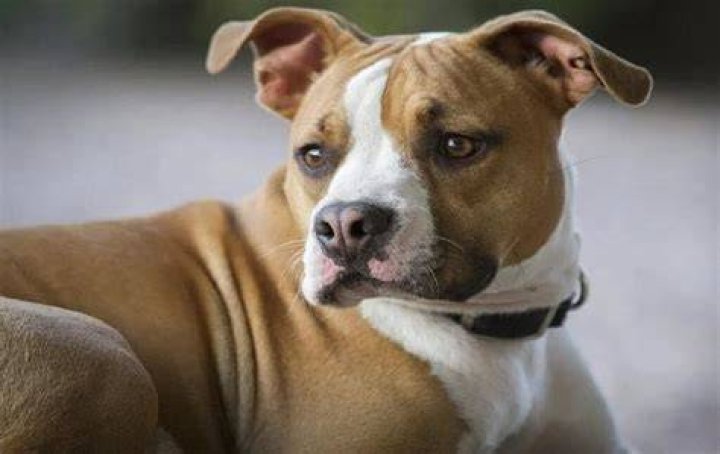 What breed is best to mix with a pitbull?