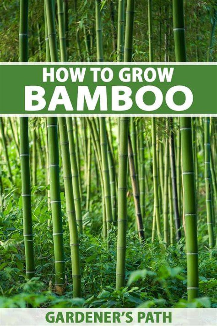What can I make with garden bamboo?