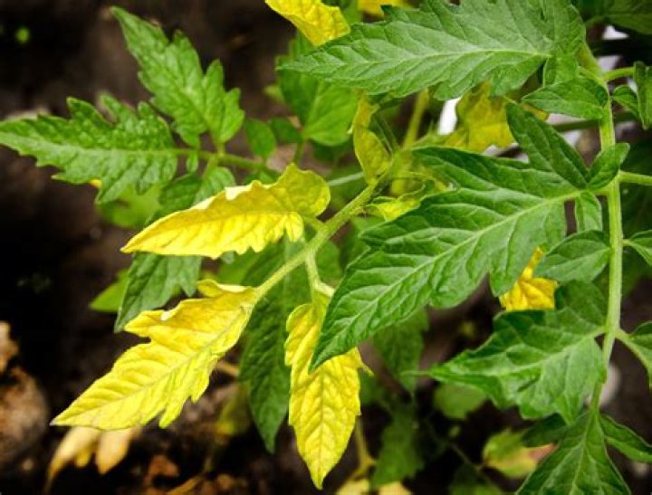 What causes chlorosis and yellowing of leaves?