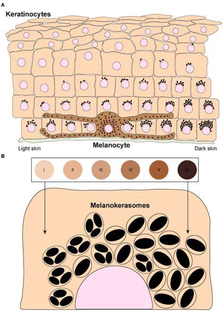 What causes death of keratinocytes?