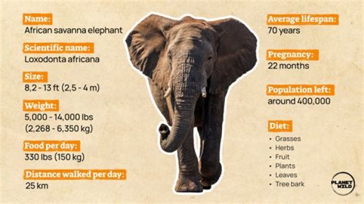 What diapers have elephants on them?