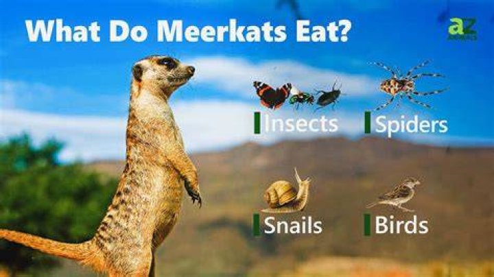 What did the meerkat eat?