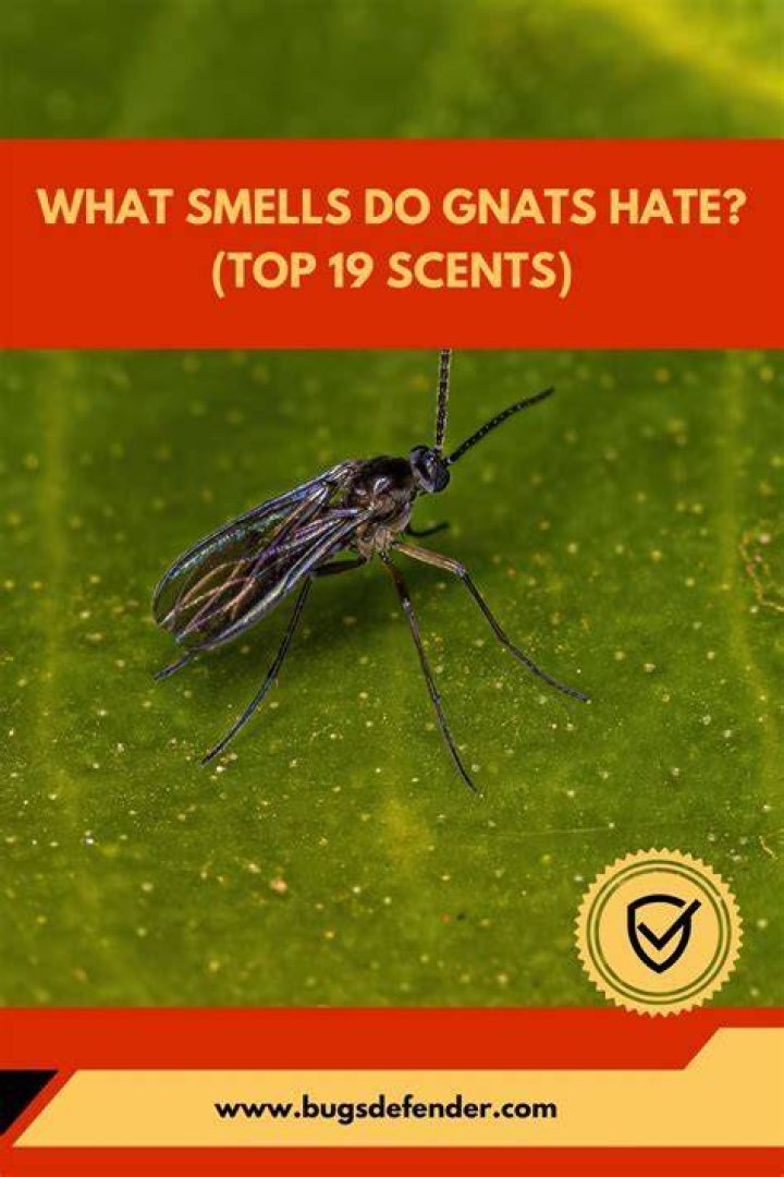 What do gnats hate the most?