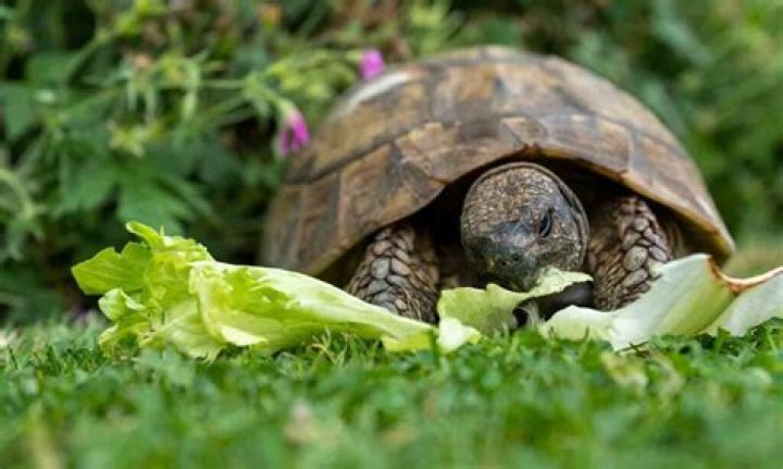 What do turtle frogs eat?
