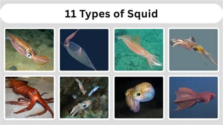 What do u call a group of squids?