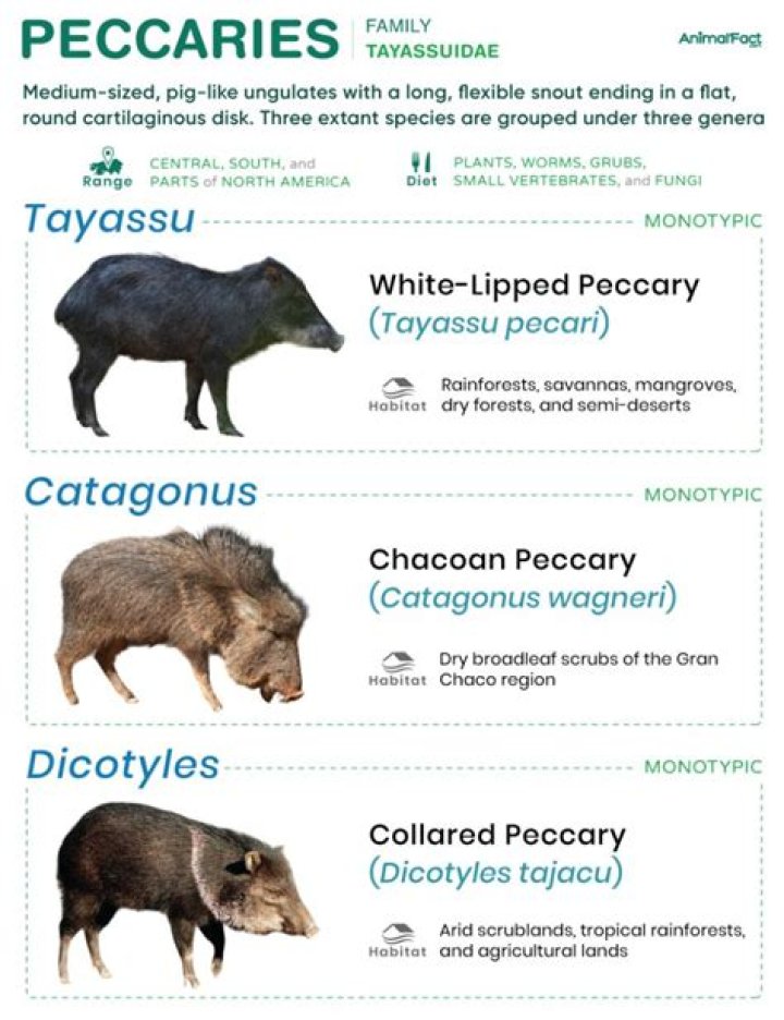 What do white lipped peccaries eat?