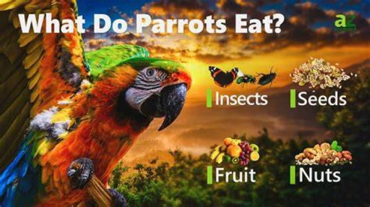 What do wild parrots eat?