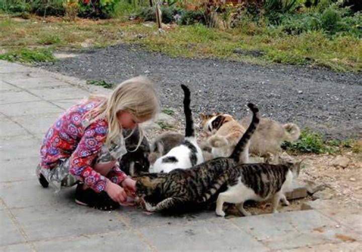 What do you do with a stray cat in Columbus Ohio?