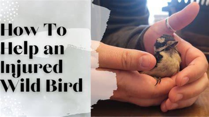 What do you do with an injured bird in Texas?